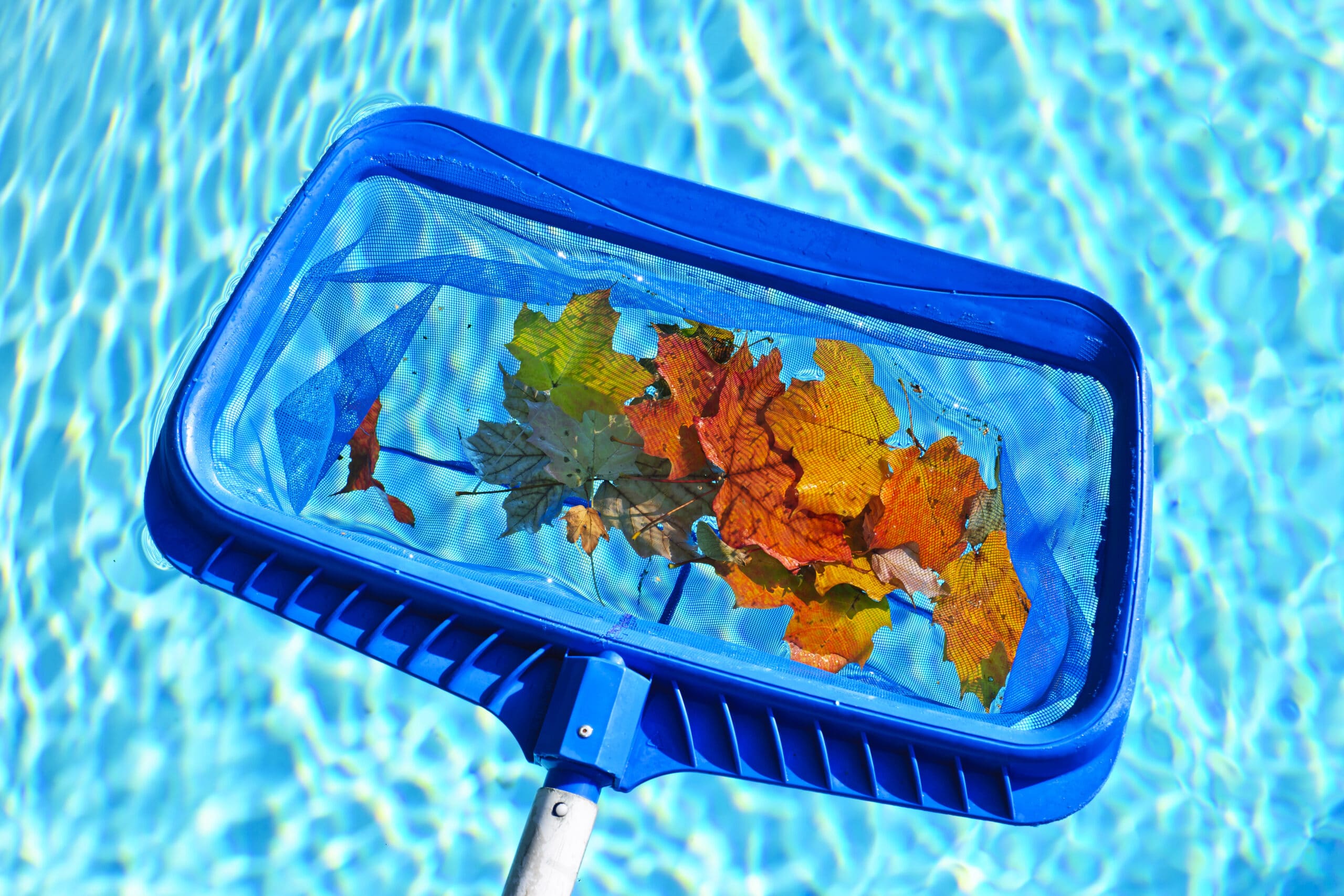 Pool leaf skimmer net removing debris from swimming pool water