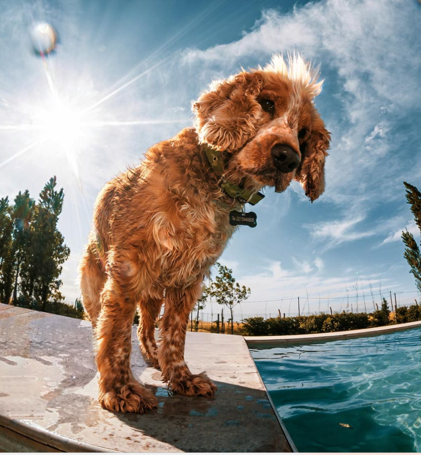 Dog beside a swimming pool | Allan's Pool Shop